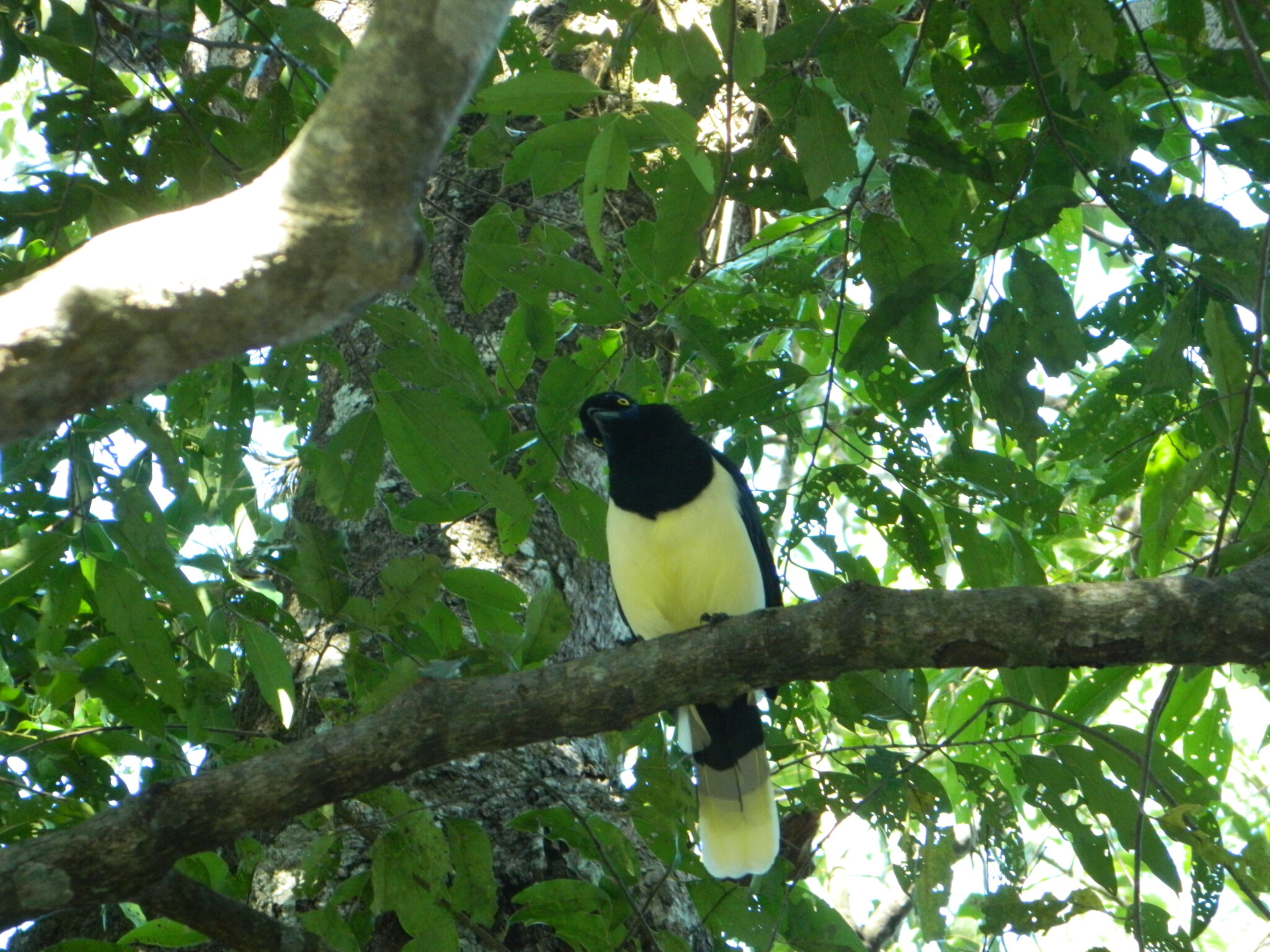 Oiseau typique d'Iguazu - Urraca